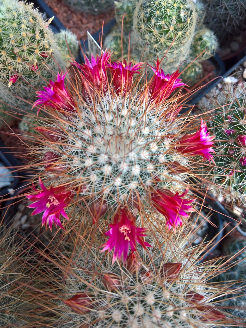 MAMMILLARIA magnifica JR Penon de AmayucaMorelos